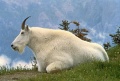 1280px-Mountain Goat USFWS.jpg